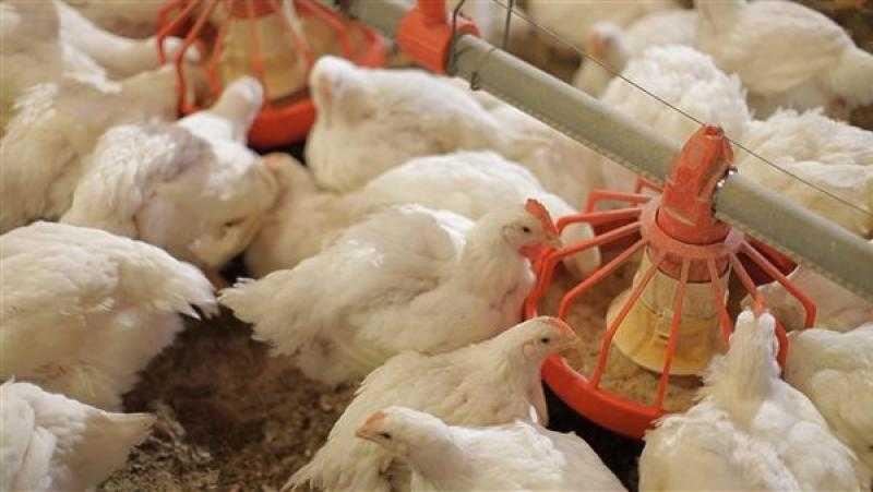 انخفاض كبير في أسعار الدواجن والكتاكيت