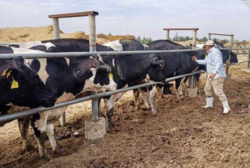 تحصين 173 ألف رأس ماشية ضد الجلد العقدي والجدري في الغربية