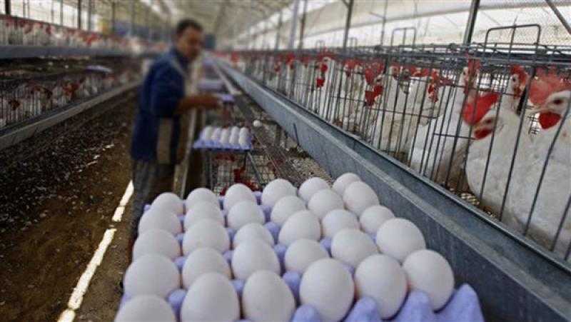 الزراعة: انفراجة في أسعار البيض والدواجن بحلول شهر رمضان