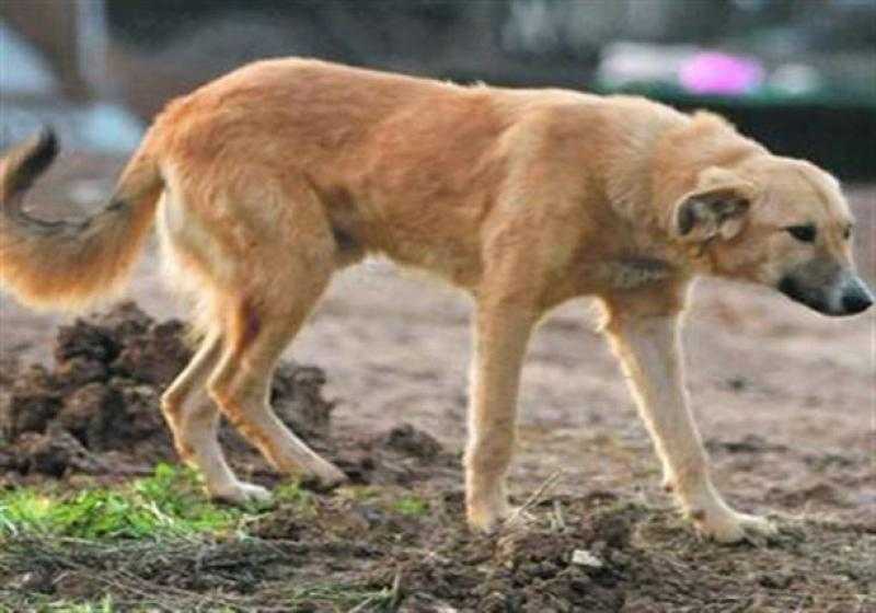 سيدة تتهم 4 أشخاص بقتل كلبها في الهرم