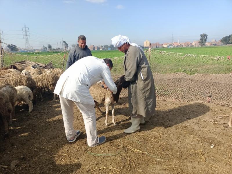 بيطري البحيرة: علاج 700 رأس ماشية في مركز رشيد