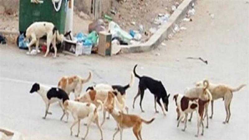 ”الرفق بالحيوان”: 30 مليون كلب ضال في شوارع مصر وتسببت بـ80 وفاة