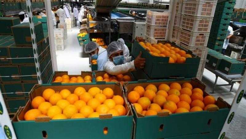 خبير: مصر صدرت مليون و800 ألف طن موالح رغم آثار التغيرات المناخية