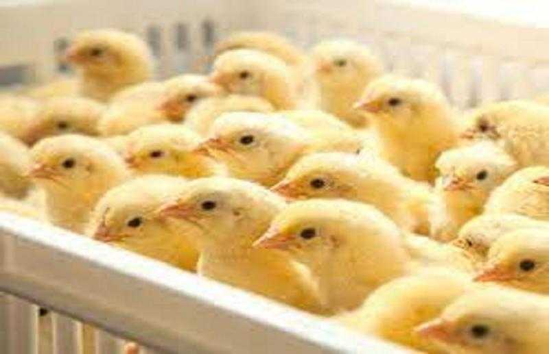 عضو اتحاد منتجي الدواجن يكشف أسباب أزمة النفوق الجماعي للكتاكيت بالمنيا