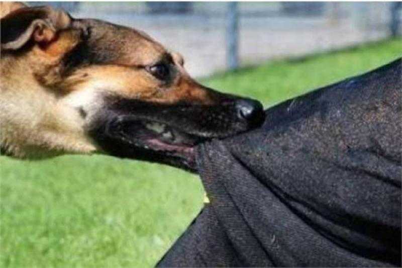 إصابة 4 أشخاص عقرهم كلب بحدائق أكتوبر