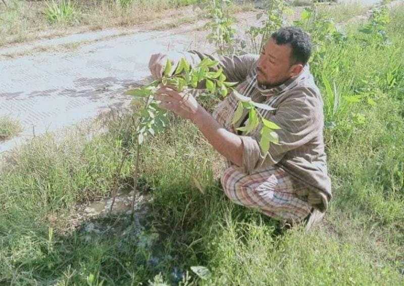 زراعة 160 شجرة مثمرة في مركز طنطا