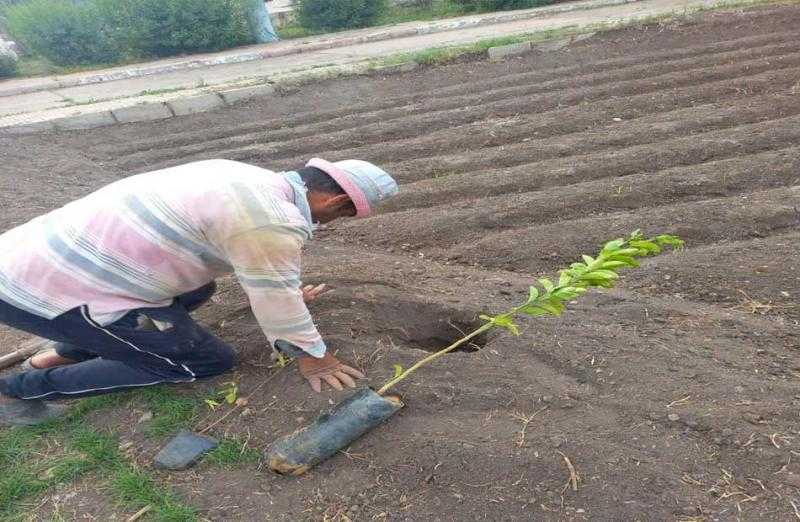 غرس 350 شجرة مثمرة في شوارع وحدائق المنتزه ثان بالإسكندرية