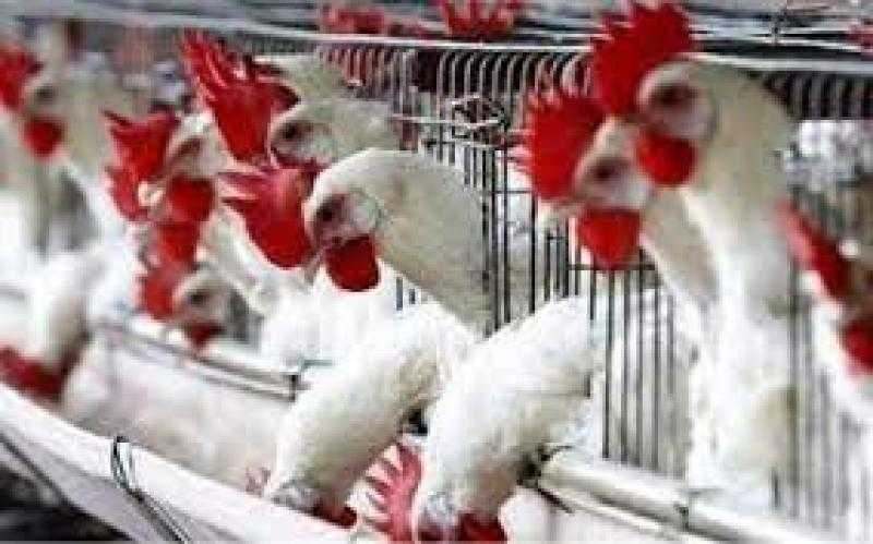 الشيوخ يناقش مقترحا باستثمار وتنمية الثروة الداجنة بالقرى