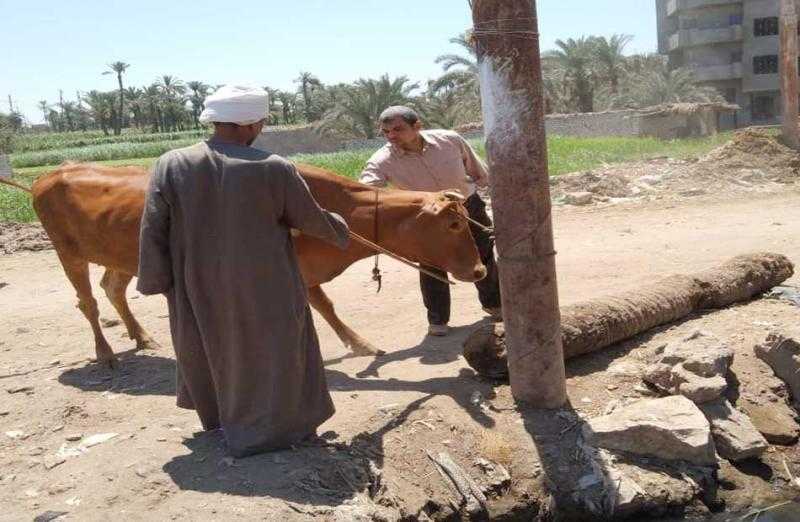 تحصين 230 ألف رأس ماشية في الغربية