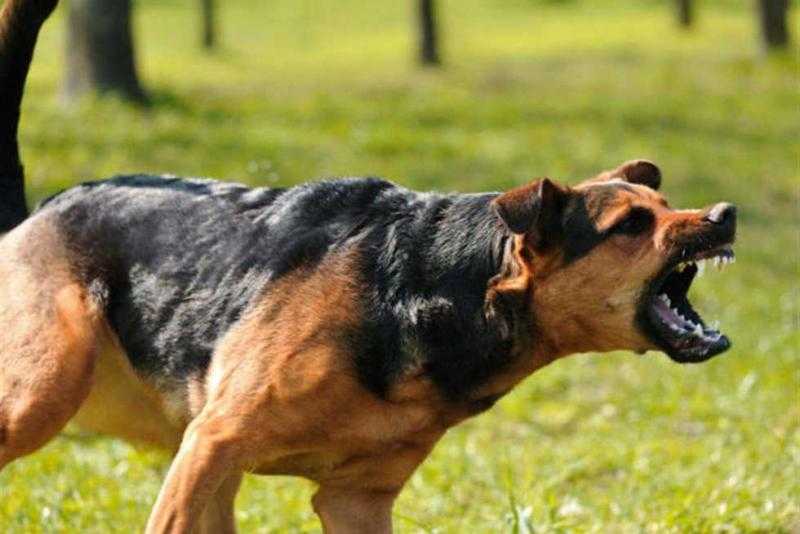 إصابة مدرس بعقر كلب في مشاجرة بمنطقة الحوامدية بالجيزة
