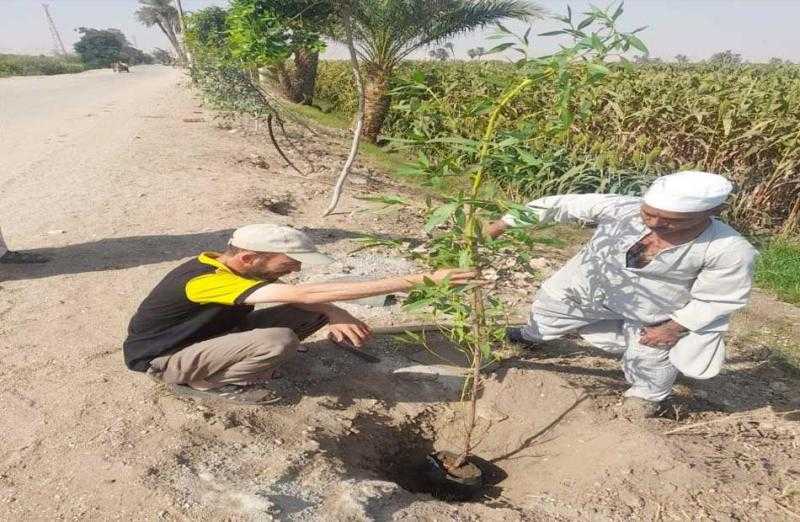 زراعة 50 شجرة مثمرة في قطور بالغربية