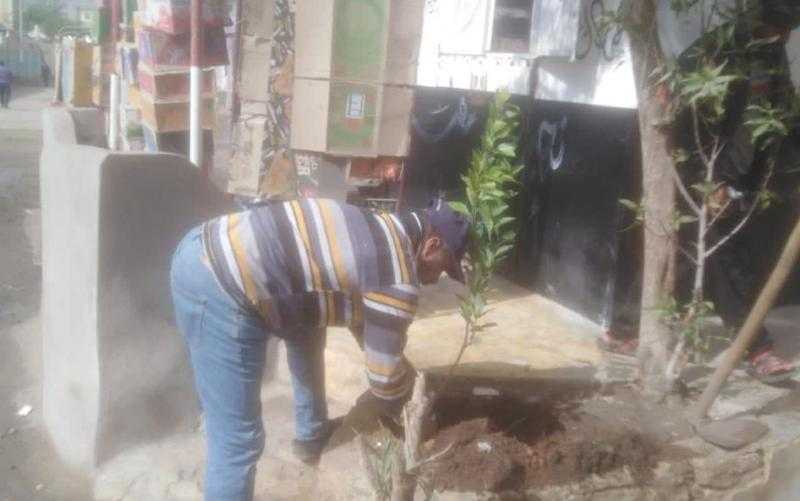 زراعة 155 شجرة مثمرة فى طنطا