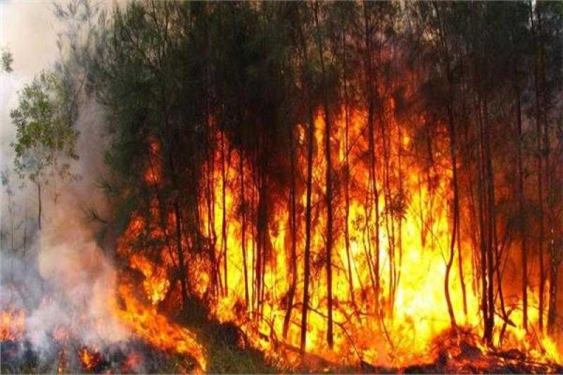 رئيس كوريا الجنوبية: تحديد 10 مناطق ضربتها حرائق الغابات كمناطق كوارث خاصة