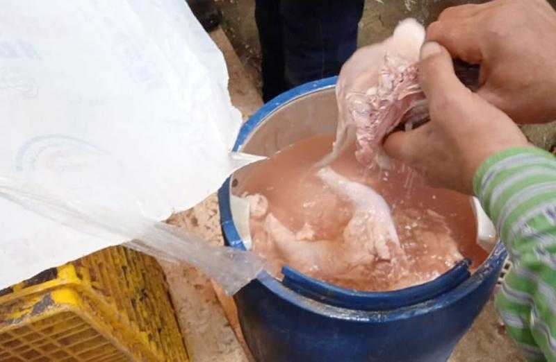 ضبط محل يحقن الدواجن بالمياه في كفرالزيات بالغربية| صور