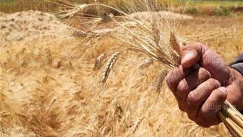 «الفلاحين» تتوقع زيادة إنتاج القمح 3 أضعاف بعد رفع سعر التوريد لـ1500