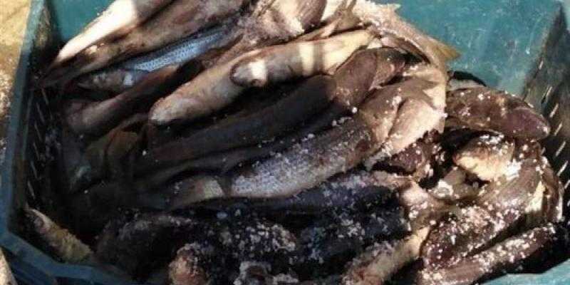 ضبط 3 أطنان و500 كيلو فسيخ ورنجة فاسدين بكفر الشيخ