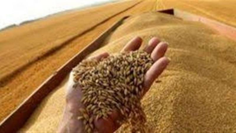 استشاري تنمية مستدامة: توقعات دولية بتراجع أسعار القمح وزيادة المعروض 30%