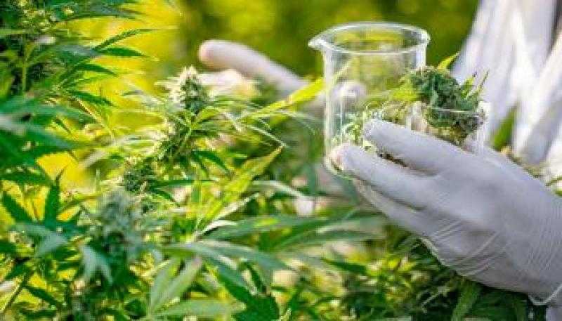 شركات إنتاج القنب تنتظر بفارغ الصبر موافقة الحكومة الألمانية على تقنين تعاطيه