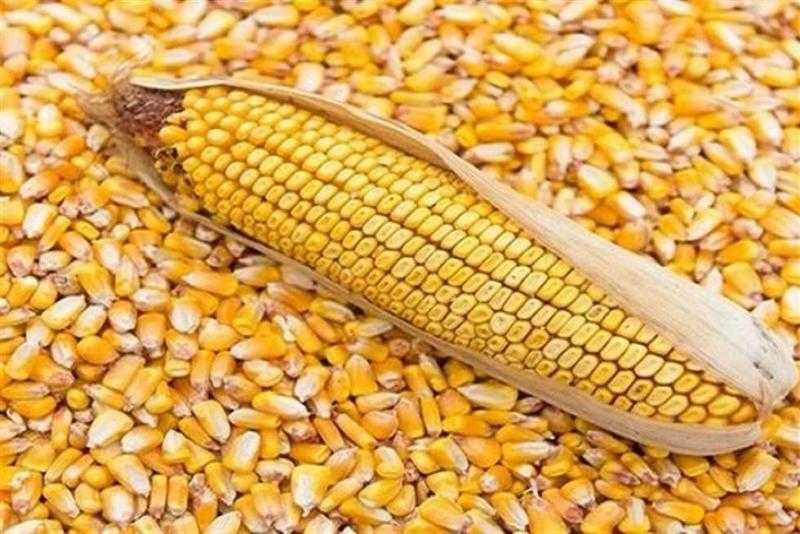الصين تسعى لتعزيز وارداتها من الذرة الأوكرانية