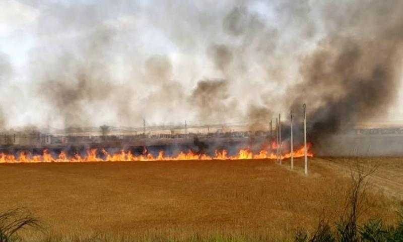 الحماية المدنية تسيطر على حريق في زراعات قمح بكفر الشيخ