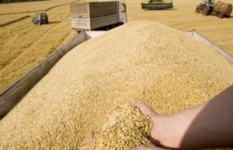 غرفة الحبوب: معدلات توريد القمح تتجاوز 565 ألف طن خلال أسبوعين