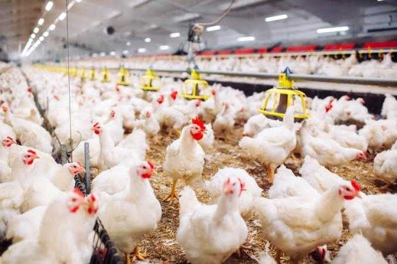 أسعار الدواجن اليوم الجمعة