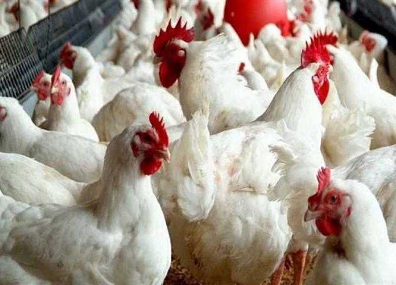 الحكومة تزف بشرى سارة لمربي الدواجن بشأن توفير الأعلاف.. فيديو