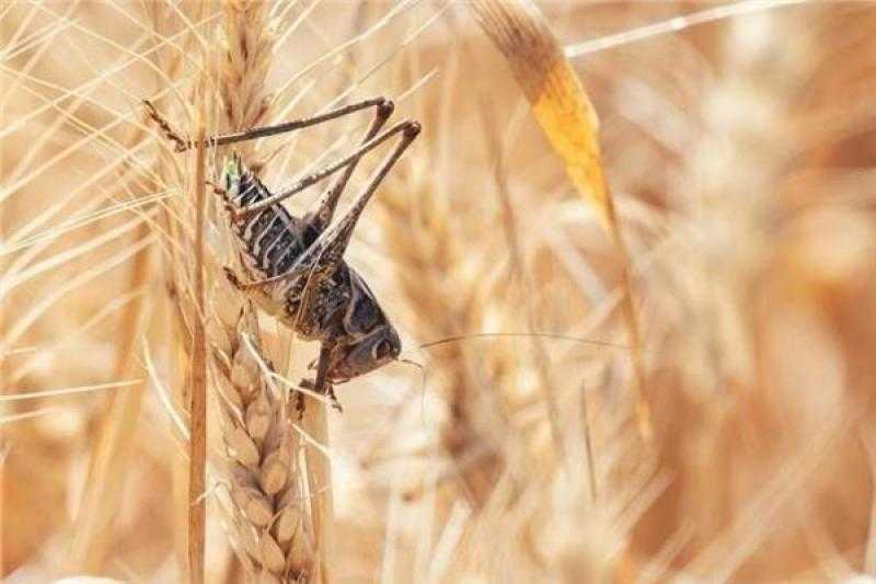 الفاو تحذر من تفشي الجراد المدمر في أفغانستان