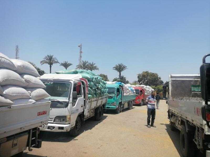 الشرقية تواصل تصدرها لمحافظات الجمهورية في توريد القمح بـ 382 ألف طن