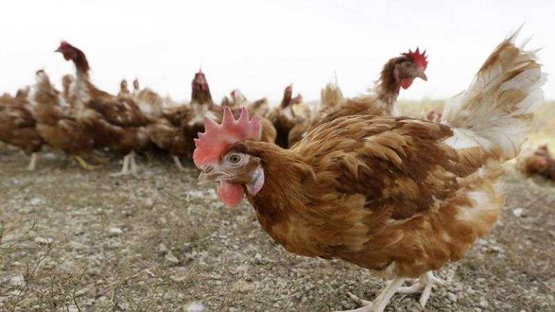 البرازيل تُسجّل أولى الإصابات بإنفلونزا الطيور لدى طيور برية