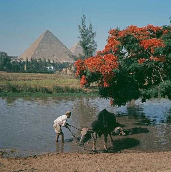 محافظة الجيزة تنشر صورة نادرة لترعة المريوطية بالهرم عام 1962