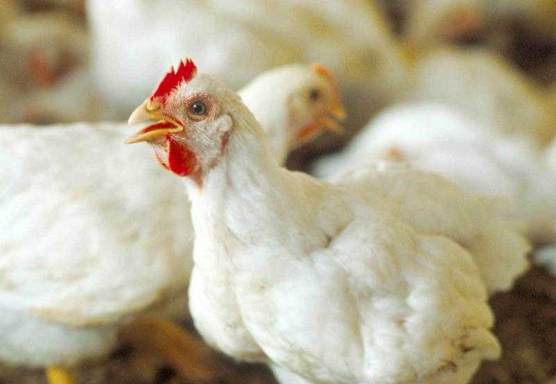 اتحاد منتجي الدواجن: الأزمة الأخيرة بالقطاع لم تكن مسؤولية الدولة وحدها