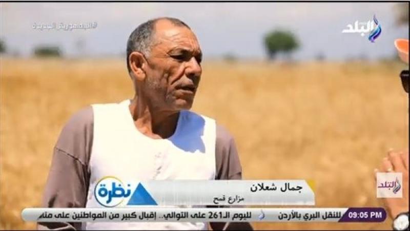 أحد مزارعي القمح: المحصول في زيادة وسعر التوريد محترم