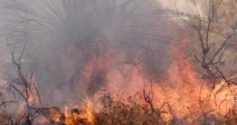 السيطرة على حريق شب بمجموعة أشجار بجوار الدائري