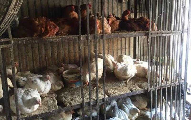 حملة بيطرية على محال بيع الدواجن في حي الزيتون