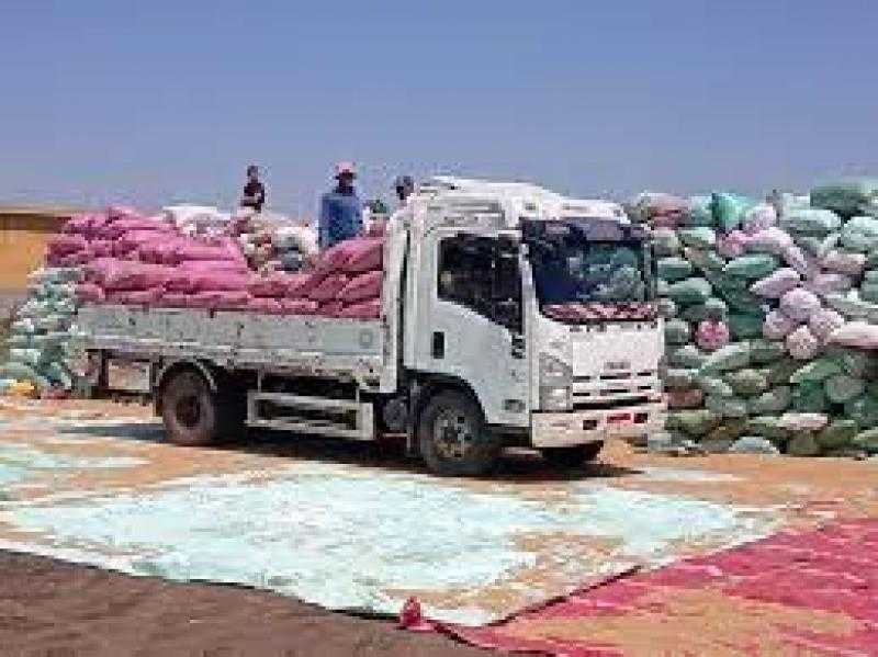 ارتفاع الكميات الموردة من القمح بكفرالشيخ