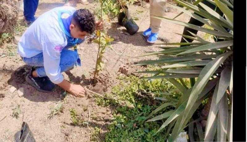 زراعة 75 شجرة مثمرة فى حي أول طنطا بالغربية