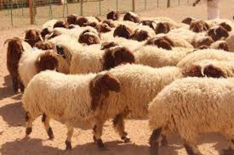 أمين الفتوى لـ”قناة الناس”: لا يجوز إخراج أموال بدلا من الأضحية