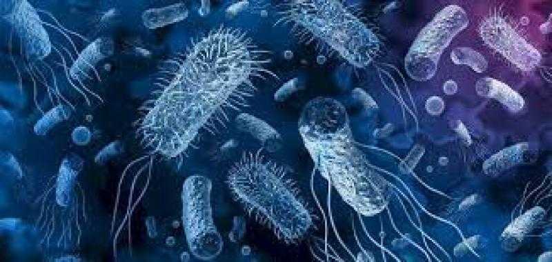دراسة دولية: الأجزاء البكتيرية السامة المتسربة من الأمعاء تزيد الوزن
