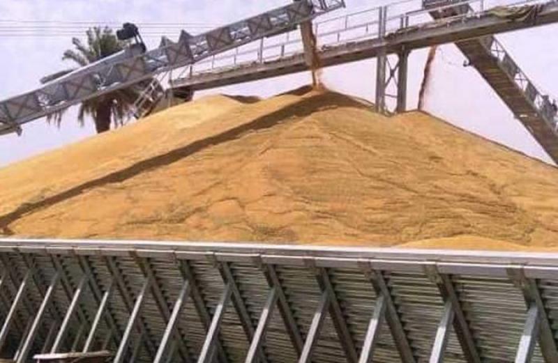 شون كوم حمادة في البحيرة تستقبل 13 ألف طن قمح