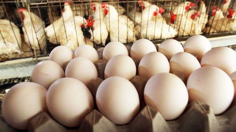 شعبة الدواجن: انخفاض سعر كرتونة البيض واستقرار الدواجن