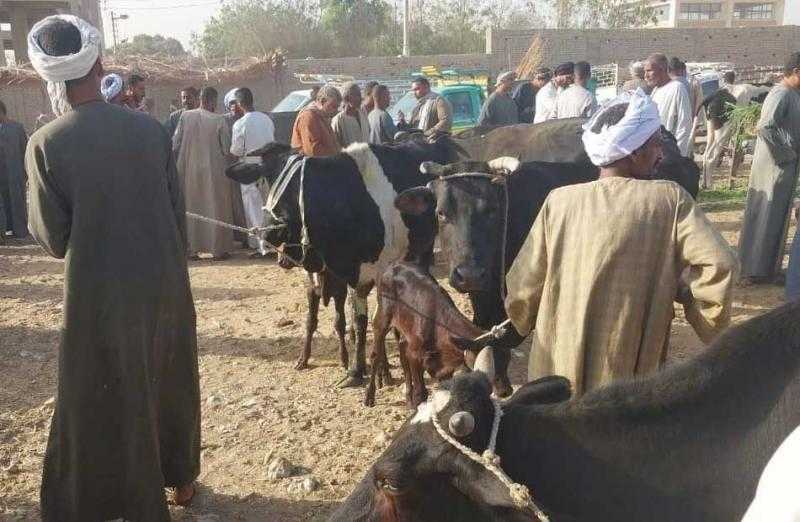 لجنة بيطرية للمرور على أسواق الماشية بمدينة أرمنت في الأقصر