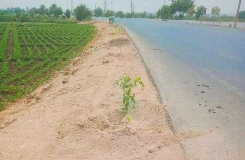 رئيس مركز سمالوط: حملات تشجير ونظافة ضمن مبادرة ”100مليون شجرة”