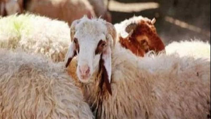 شعبة القصابين: 80% تراجع في نسبة الإقبال على الأضاحي بسبب ارتفاع الأسعار