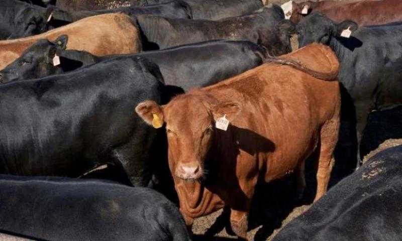 استعدادا لعيد الأضحى..ضخ 1500 رأس ماشية يوميا لمنافذ البيع