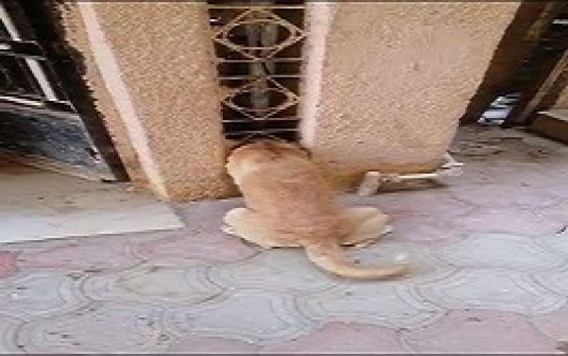 خط أحمر