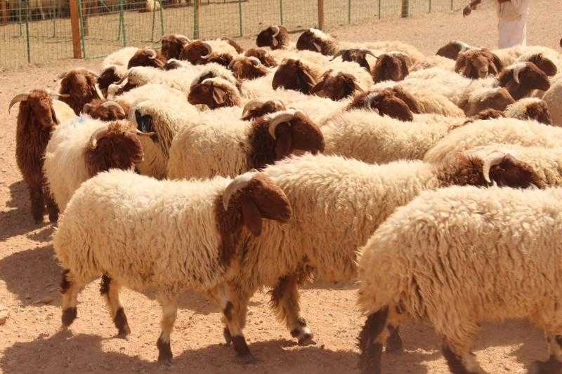 الخدمات البيطرية تناشد المواطنين بعدم ذبح الأضاحي في الشارع