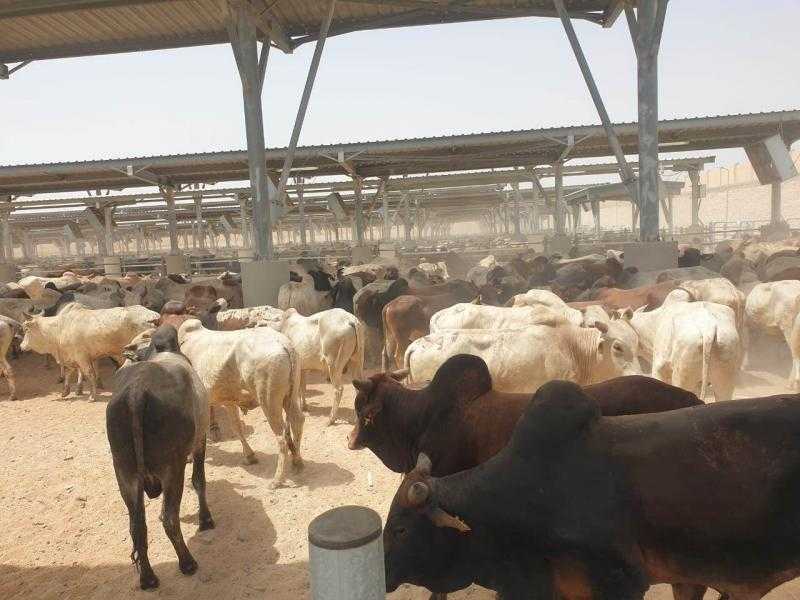 التموين: ميناء سفاجا يستقبل 5 ألاف رأس ماشية من جيبوتي
