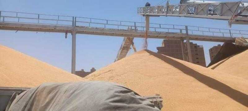 توريد 98 ألف طن قمح منذ بدء الموسم بسوهاج | صور