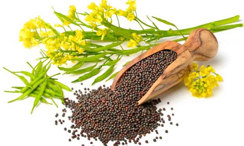 طرق استخدام الخردل المتعددة فى الطبخ